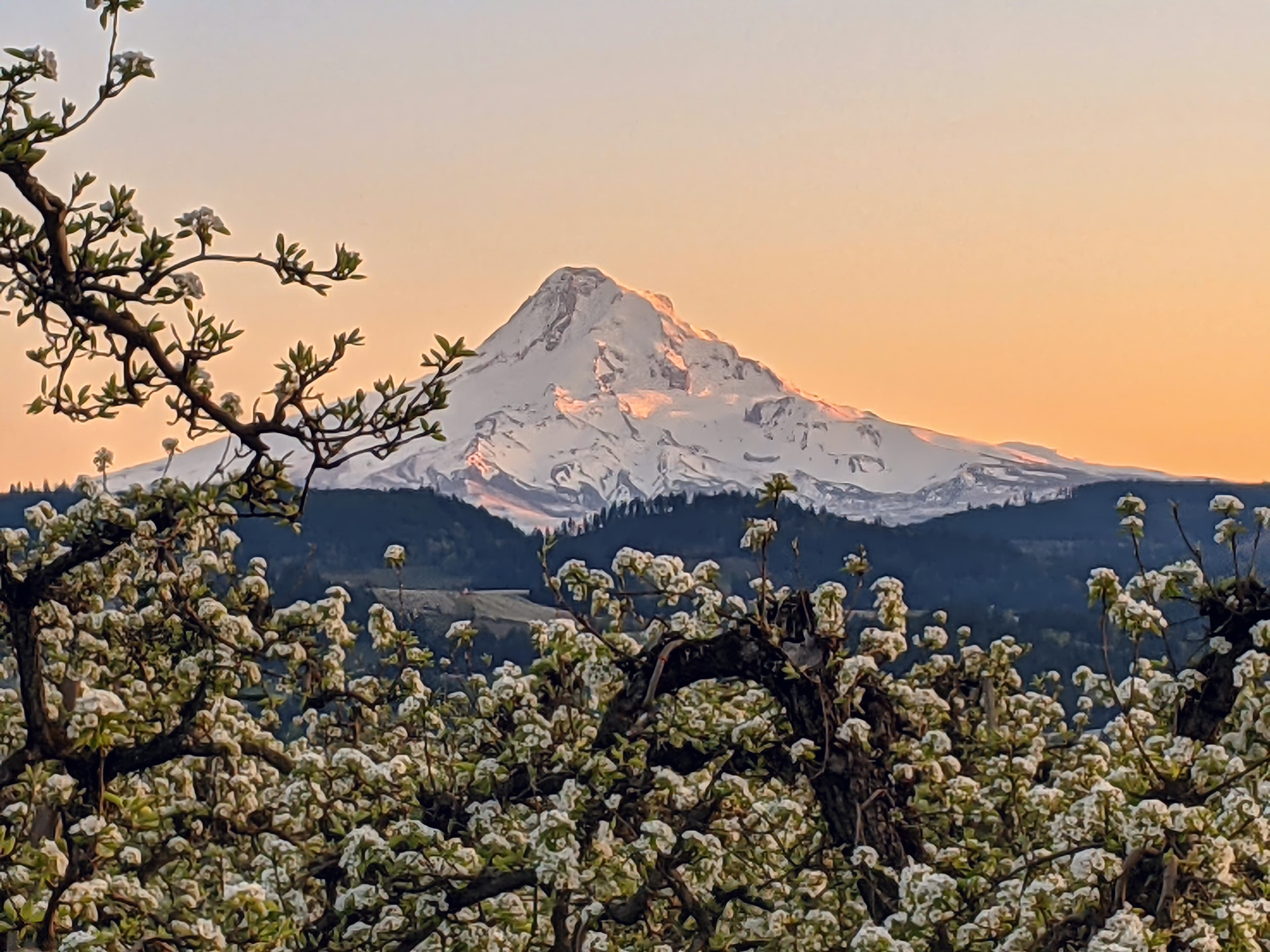 Cover photo for Columbia Gorge Fruit Growers