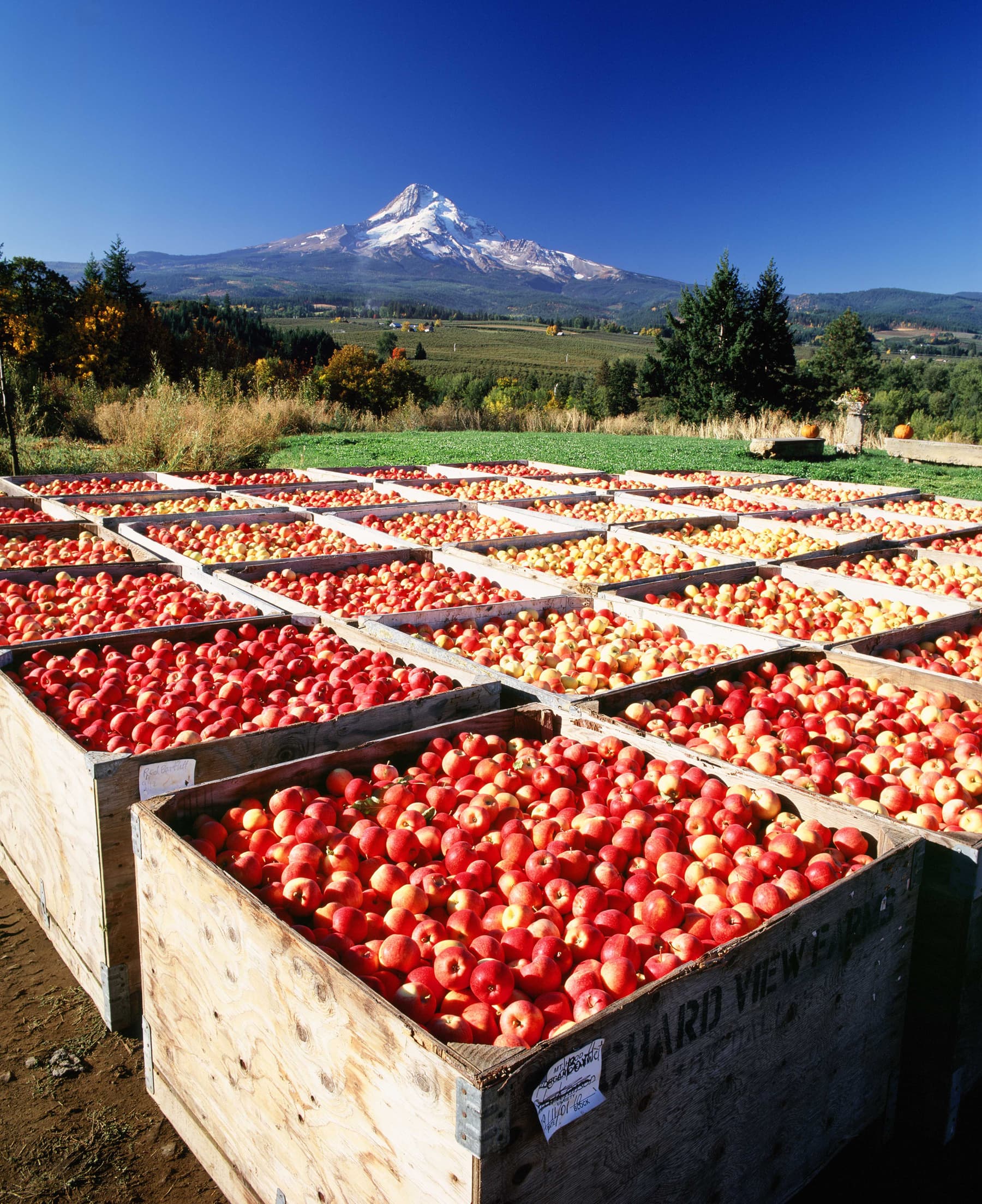 Photo representing Agriculture
